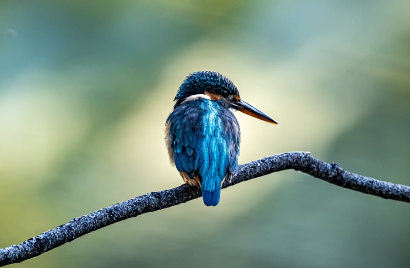 Kingfisher